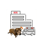 愛犬ことらの使えるスタンプ（15）（個別スタンプ：11）