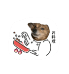 愛犬ことらの使えるスタンプ（15）（個別スタンプ：15）