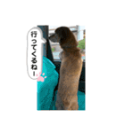 愛犬ことらの使えるスタンプ（15）（個別スタンプ：19）