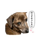 愛犬ことらの使えるスタンプ（15）（個別スタンプ：20）
