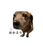 愛犬ことらの使えるスタンプ（15）（個別スタンプ：21）