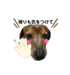 愛犬ことらの使えるスタンプ（15）（個別スタンプ：22）