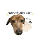 愛犬ことらの使えるスタンプ（15）（個別スタンプ：23）