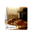 愛犬ことらの使えるスタンプ（15）（個別スタンプ：24）