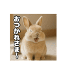 ポジティブなうさぎ（個別スタンプ：5）