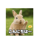 ポジティブなうさぎ（個別スタンプ：6）