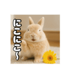 ポジティブなうさぎ（個別スタンプ：10）