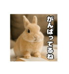 ポジティブなうさぎ（個別スタンプ：12）