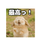 ポジティブなうさぎ（個別スタンプ：22）