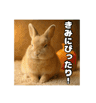 ポジティブなうさぎ（個別スタンプ：34）