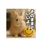 ポジティブなうさぎ（個別スタンプ：37）