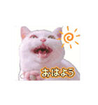 動くユニーク猫！短足だっていいじゃん！（個別スタンプ：1）
