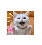 動くユニーク猫！短足だっていいじゃん！（個別スタンプ：2）