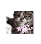 動くユニーク猫！短足だっていいじゃん！（個別スタンプ：3）
