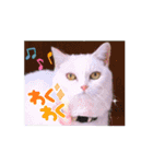 動くユニーク猫！短足だっていいじゃん！（個別スタンプ：4）