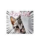 動くユニーク猫！短足だっていいじゃん！（個別スタンプ：5）