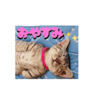 動くユニーク猫！短足だっていいじゃん！（個別スタンプ：6）