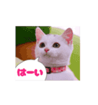 動くユニーク猫！短足だっていいじゃん！（個別スタンプ：7）