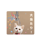 動くユニーク猫！短足だっていいじゃん！（個別スタンプ：8）