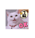 動くユニーク猫！短足だっていいじゃん！（個別スタンプ：9）