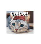 動くユニーク猫！短足だっていいじゃん！（個別スタンプ：10）