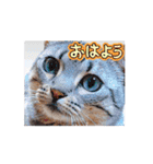 動くユニーク猫！短足だっていいじゃん！（個別スタンプ：11）