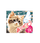 動くユニーク猫！短足だっていいじゃん！（個別スタンプ：13）