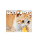動くユニーク猫！短足だっていいじゃん！（個別スタンプ：15）