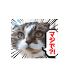 動くユニーク猫！短足だっていいじゃん！（個別スタンプ：16）