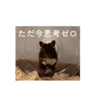 ZUN ZUN LIFE（個別スタンプ：4）