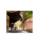 ZUN ZUN LIFE（個別スタンプ：6）