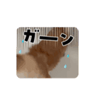 踊る源（個別スタンプ：3）