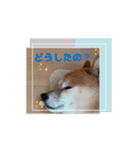 踊る源（個別スタンプ：4）