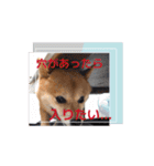 踊る源（個別スタンプ：11）