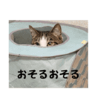 ねこさんのハート（個別スタンプ：1）