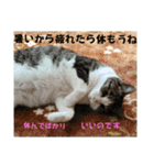ねこさんのハート（個別スタンプ：3）