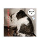 ねこさんのハート（個別スタンプ：4）