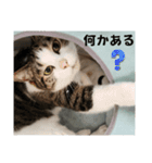 ねこさんのハート（個別スタンプ：5）