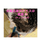 ねこさんのハート（個別スタンプ：6）