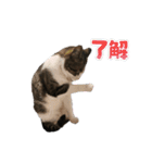 ねこさんのハート（個別スタンプ：7）