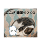 ねこさんのハート（個別スタンプ：8）