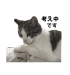 ねこさんのハート（個別スタンプ：9）