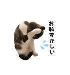 ねこさんのハート（個別スタンプ：10）