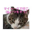 ねこさんのハート（個別スタンプ：15）