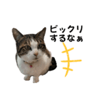 ねこさんのハート（個別スタンプ：17）