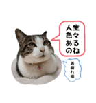 ねこさんのハート（個別スタンプ：19）
