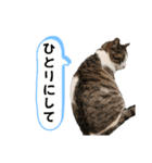 ねこさんのハート（個別スタンプ：20）