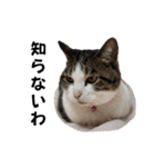 ねこさんのハート（個別スタンプ：21）