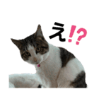 ねこさんのハート（個別スタンプ：22）