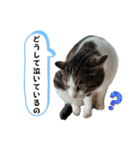ねこさんのハート（個別スタンプ：23）